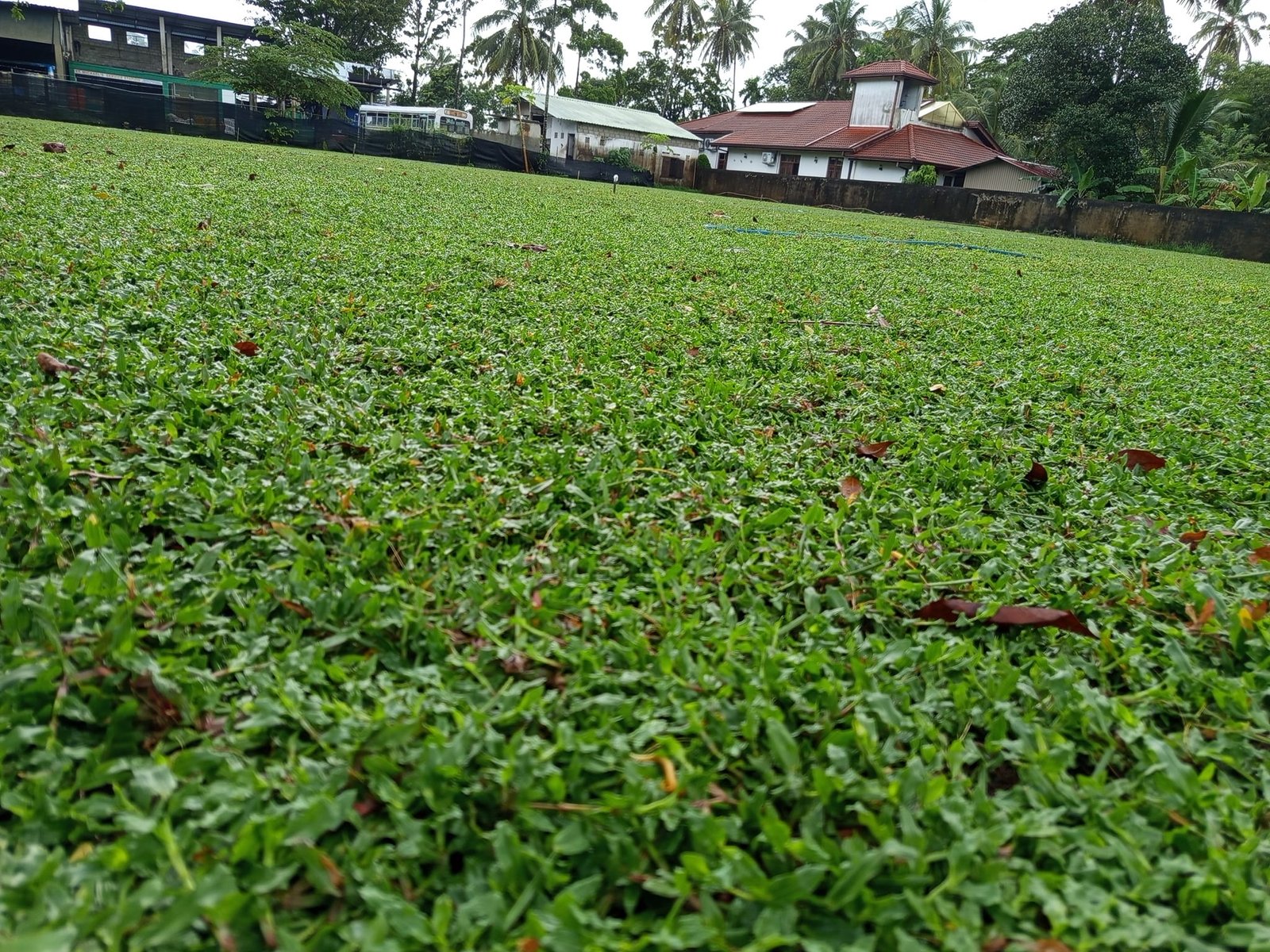 Australian Grass Suppliers In Negombo