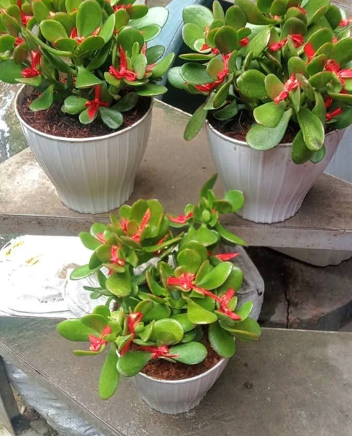 Outdoor Plant Sale Price In Colombo