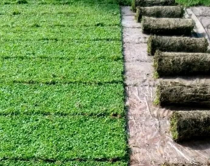 Australian Grass fixing kotte