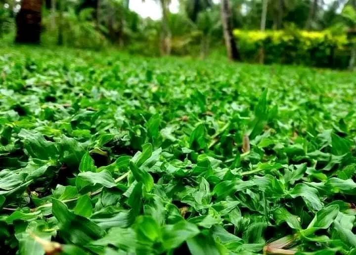 Malaysian Grass price in colombo