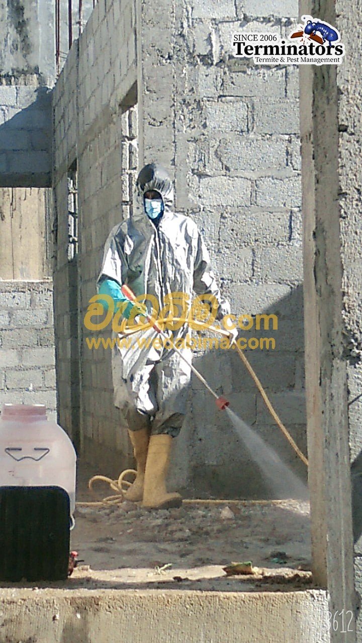 Termite treatment solutions in Kollupitiya, colombo