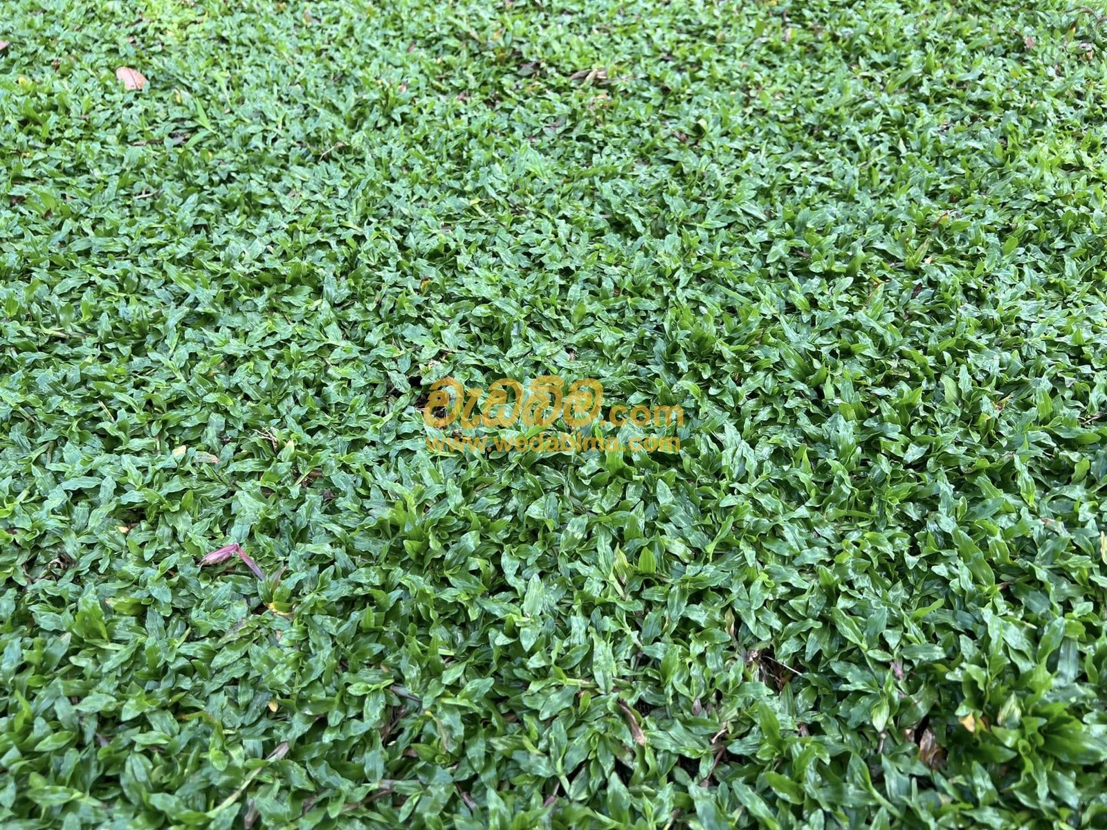 Other image 202412/wedabima.com_qF4pzFouWUJ5zWDoTdJkDh03Zq23uVivuerQu3TD.jpeg