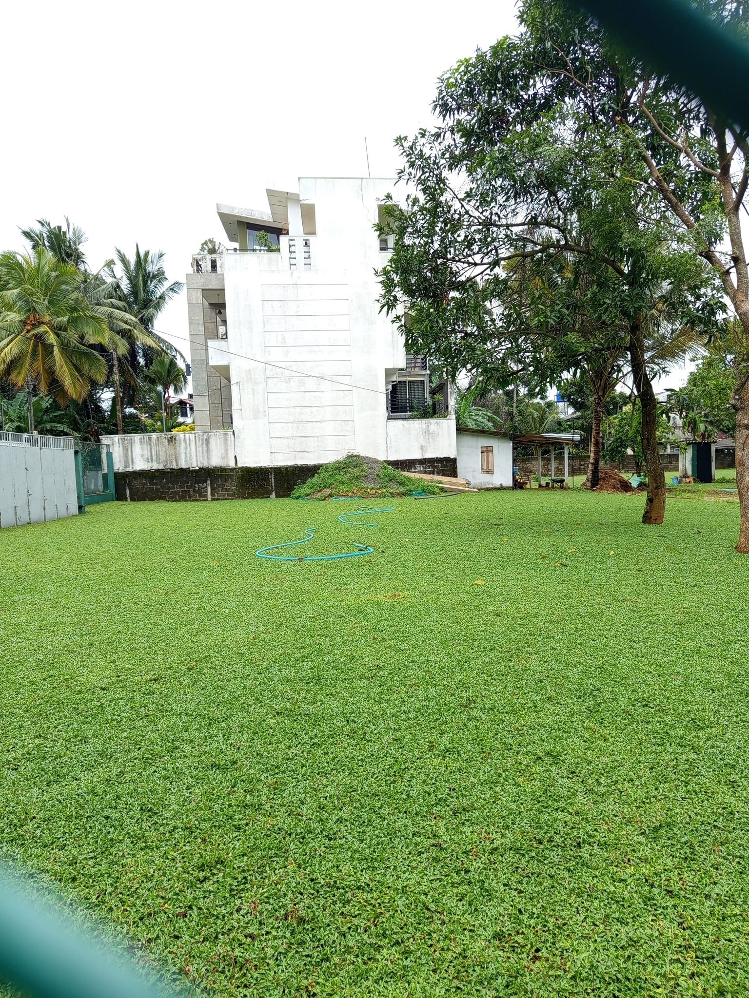 Other image 202508/australian-grass-suppliers-in-negombo-wedabima-5bc0c866a4.jpg