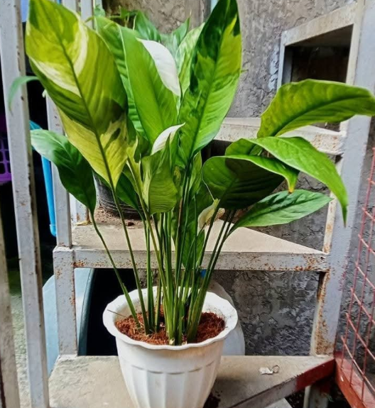 Other image 202508/outdoor-plant-sale-price-in-colombo-wedabima-1815bb26fa.png