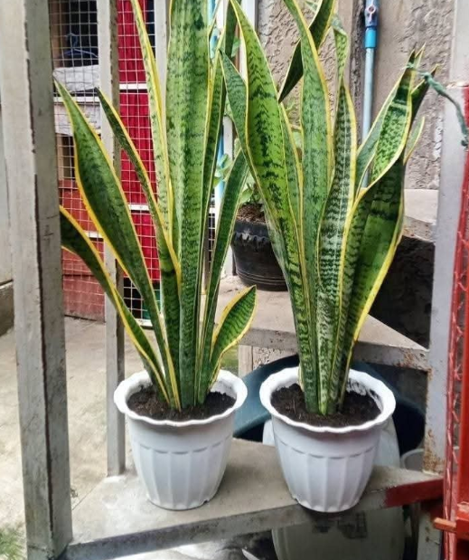 Other image 202508/outdoor-plant-sale-price-in-colombo-wedabima-3a04a90fc6.png