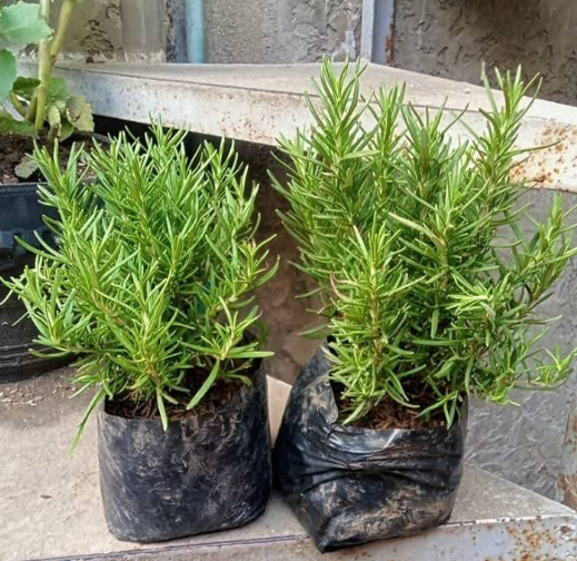 Other image 202508/plant-price-in-colombo-wedabima-17f5645601.png