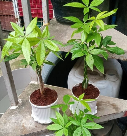 Other image 202508/plant-price-in-colombo-wedabima-ebde2e19e4.png