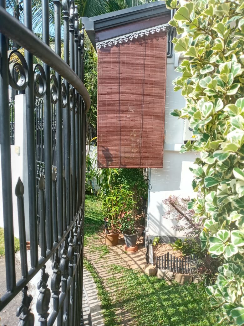 Other image 202509/bata-palali-for-sale-in-jaffna-wedabima-df48b957dc.jpeg