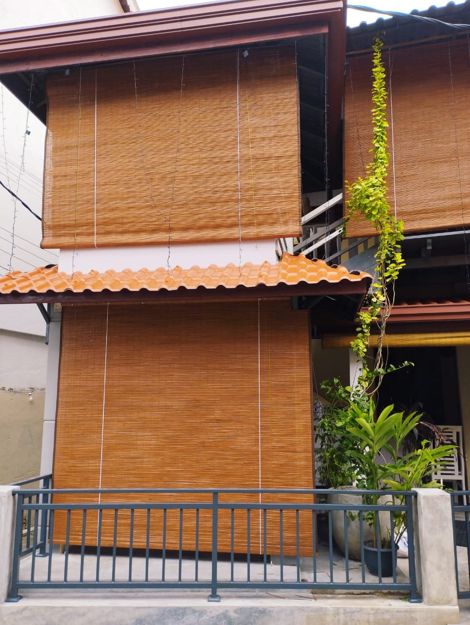 Other image 202509/bata-palali-in-sri-lanka-wedabima-d68f0c3902.jpeg