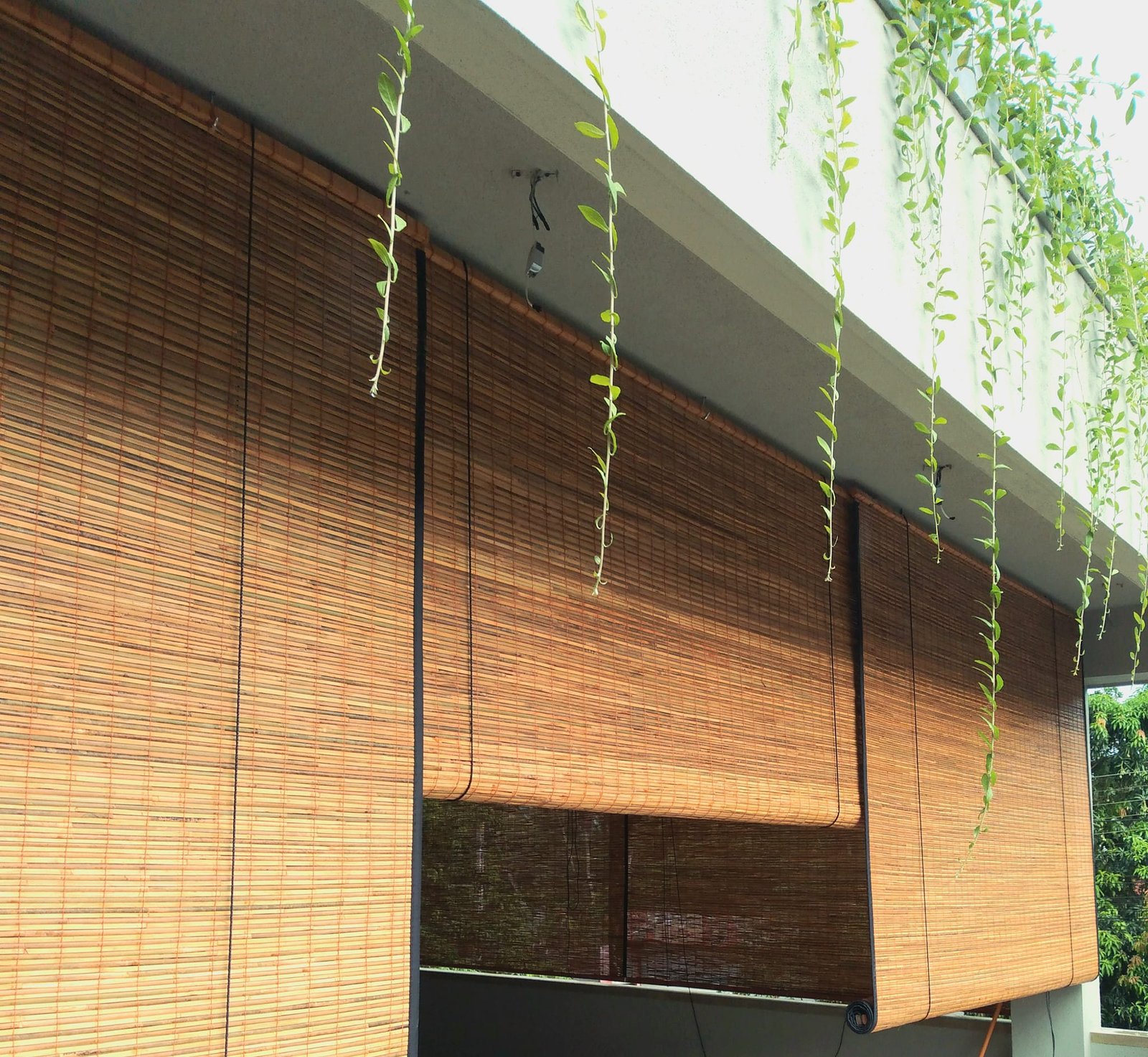 Other image 202509/roller-bamboo-blinds-price-polonnaruwa-wedabima-7918baf853.jpg