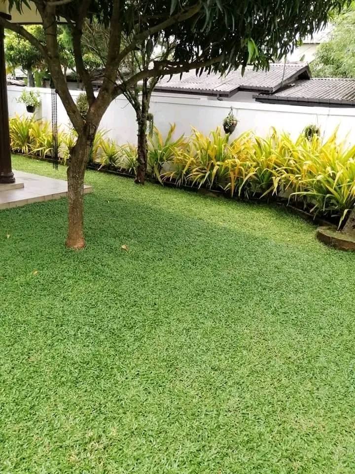 Other image 202510/australian-grass-fixing-kotte-wedabima-edd131ee5f.jpg