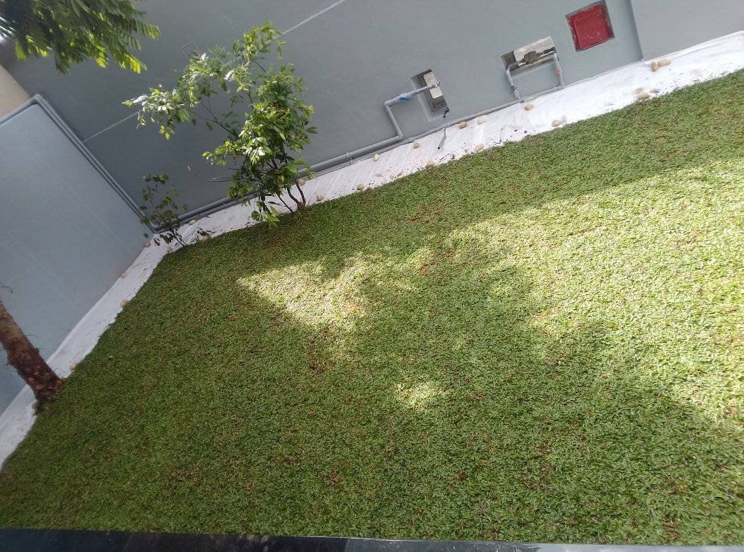 Other image 202510/malaysian-grass-price-in-colombo-wedabima-737f82e5b4.jpg
