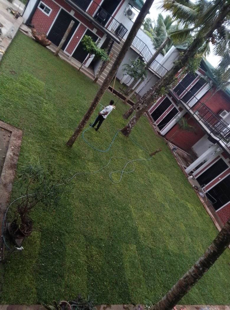 Other image 202510/malaysian-grass-price-in-colombo-wedabima-bad0e9c988.jpg