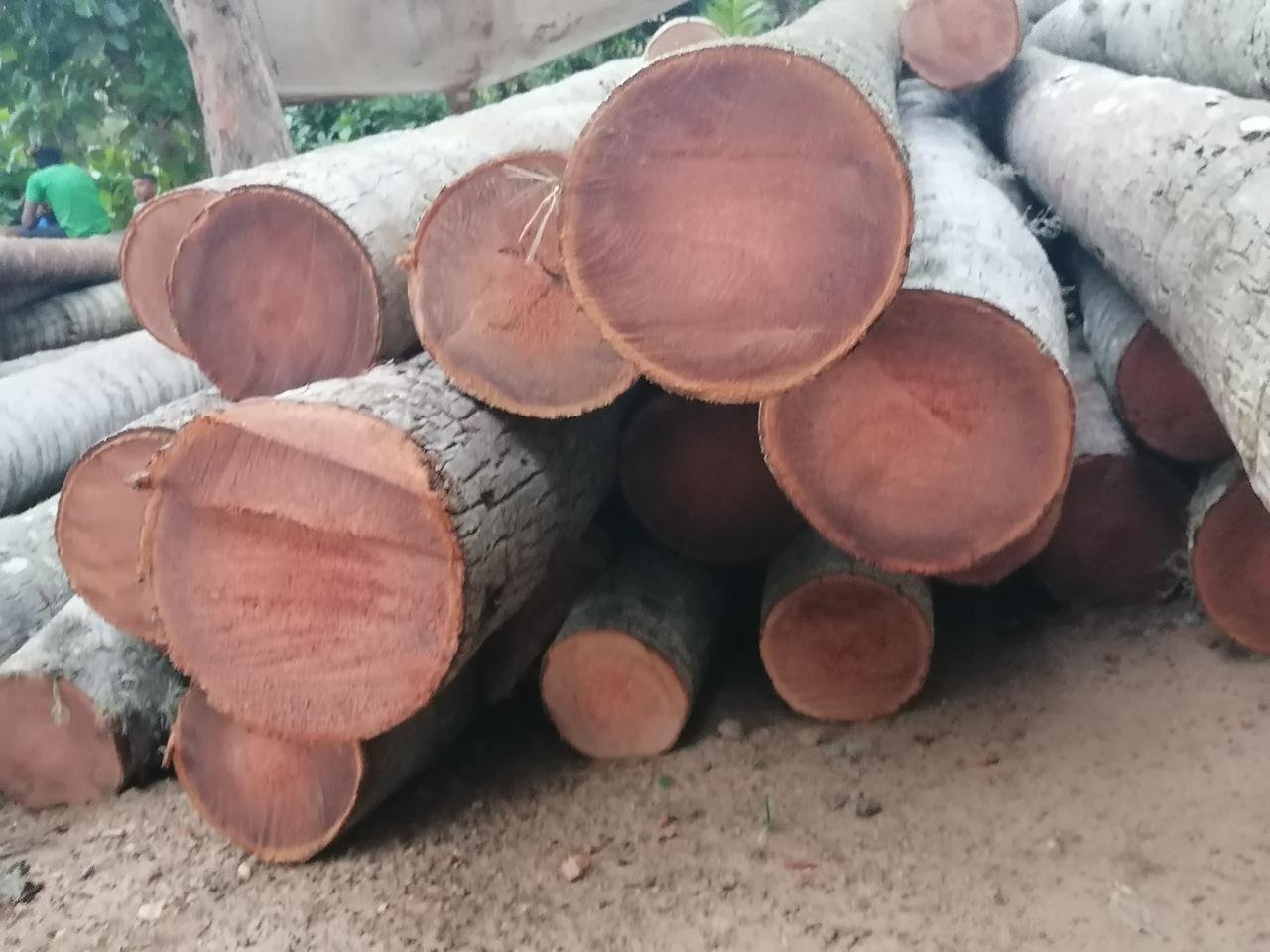 Other image 202510/timber-prices-in-mirigama-wedabima-2afc759b04.jpeg
