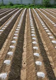 Other image 202512/dolomite-fertilizer-price-in-sri-lanka-wedabima-0918714513.jpeg