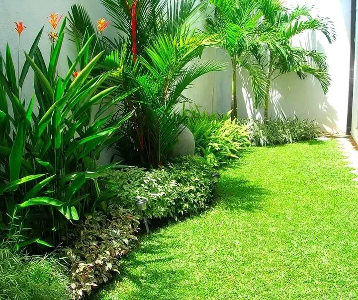 Other image 202609/buffalo-grass-price-in-kaduwela-sri-lanka-wedabima-2365f5fe73.jpeg